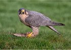 Dave Greenwood - Lanner Falcon with rabbit.jpg